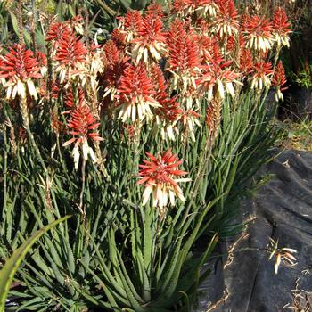 Aloe 'X5' 