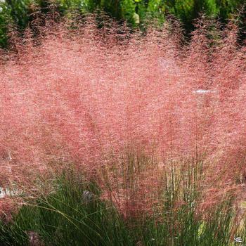 Muhlenbergia reverchonii