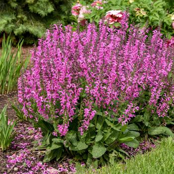 Salvia pratensis 'Moulin Rouge' PP32387