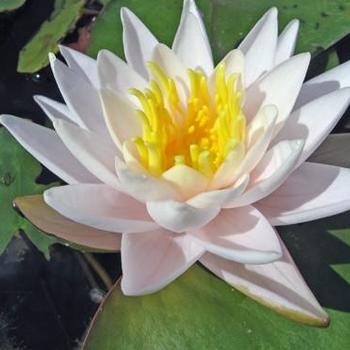 Nymphaea 'Joey Tomocik' 