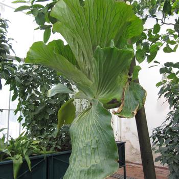 Platycerium elephantotis
