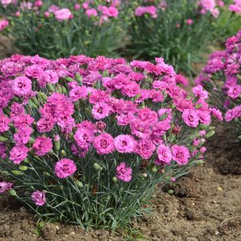 Dianthus Pretty Poppers™ 'Goody Gumdrops'