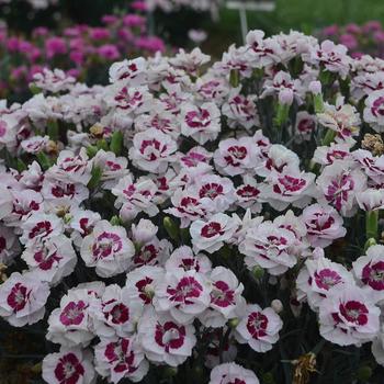 Dianthus Pretty Poppers™ 'Kiss and Tell'