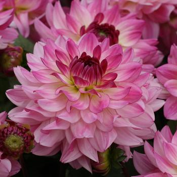 Dahlia 'Sincerity' 