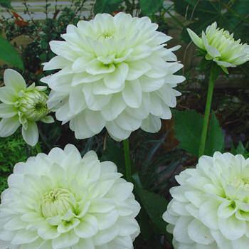 Dahlia 'Karma Serena'