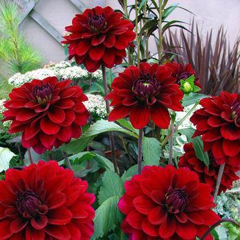 Dahlia 'Karma Naomi Mahogany Red' 