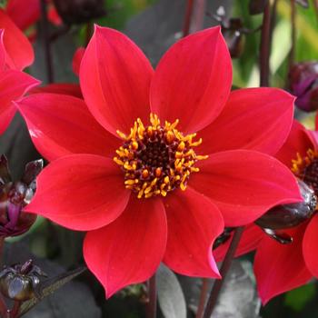 Dahlia Happy Days™ Cherry Red