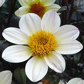 Dahlia Happy Days™ White