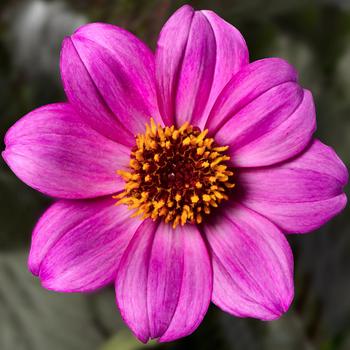 Dahlia Happy Days™ Purple Improved