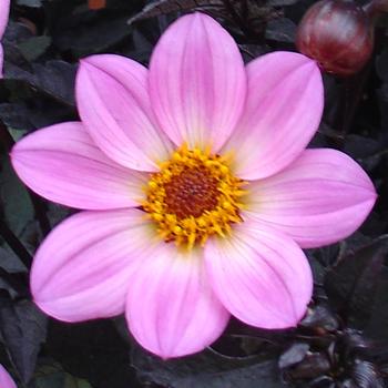 Dahlia Happy Days™ Pink