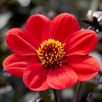 Dahlia Happy Days™ 'Scarlet'