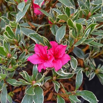 Rhododendron 'RLH1-8P1' 