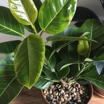 Ficus altissima 'Yellow Gem' 