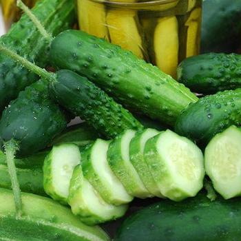 Cucumis sativis 'Early Fortune' 