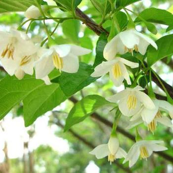 Styrax americanus 'Baby Blue' 