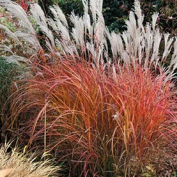 Miscanthus sinensis 'Puenkchen' 