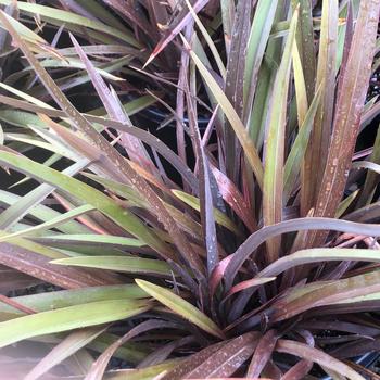 Phormium 'Black Rage' 