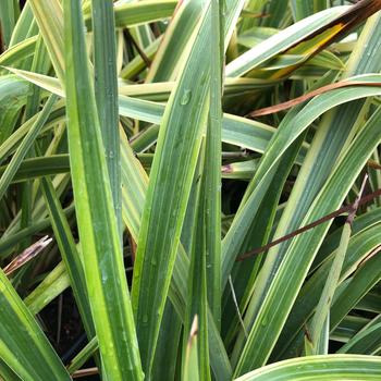 Phormium 'Duet' 