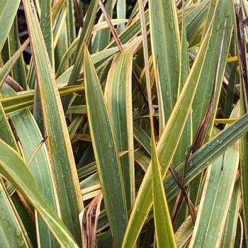 Phormium 'Golden Ray' 