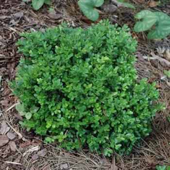 Buxus microphylla var. japonica 'Morris Midget' 