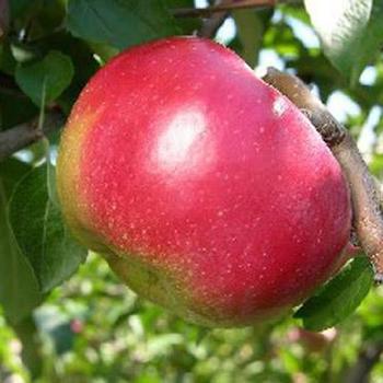 Malus 'Hardy Cumberland' 