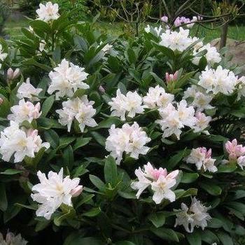 Rhododendron catawbiense 'Cunningham's White' 