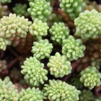 Sedum 'Borchii Sport' 