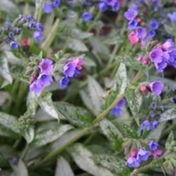 Pulmonaria 'Samourai'