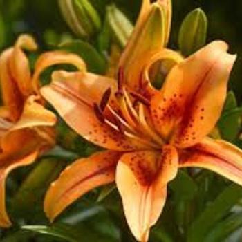 Lilium 'Adelina' 