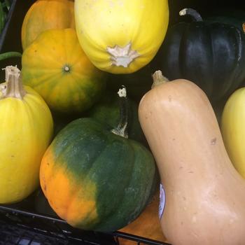 Cucurbita moschata