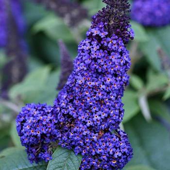 Buddleia davidii 'Princeton Purple' 