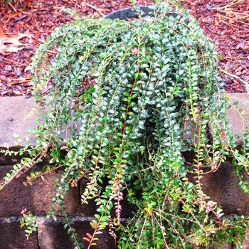 Vaccinium crassifolium 'Well's Delight' 