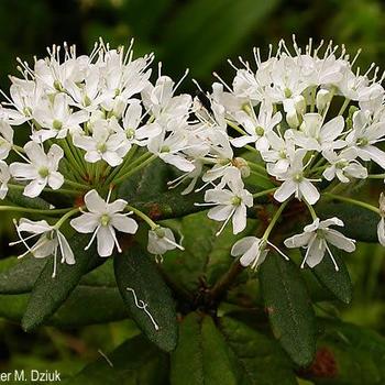 Rhododendron groenlandicum