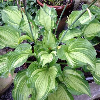 Hosta 'Guard' 