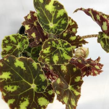 Begonia 'Tiger Kitten' 