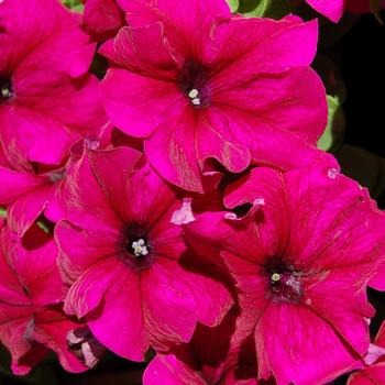 Petunia grandiflora 'Limbo Burgundy' 