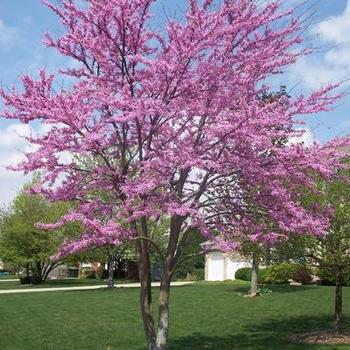 Cercis canadensis 'JN15' 