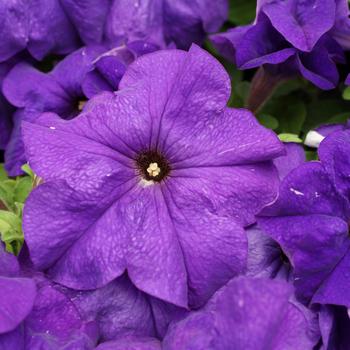 Petunia grandiflora 'Limbo Blue' 