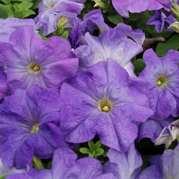 Petunia grandiflora 'Limbo Blue Sky' 