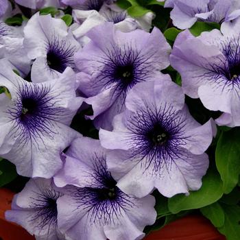 Petunia grandiflora 'Limbo Blue Vein' 