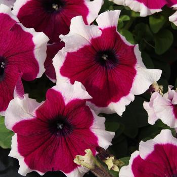 Petunia grandiflora 'Limbo Burgundy Picotee' 