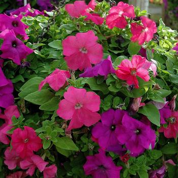 Petunia grandiflora 'Limbo Heather Mix' 