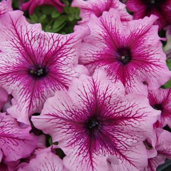 Petunia grandiflora 'Limbo Orchid Vein' 