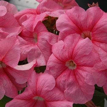 Petunia grandiflora 'Limbo Peach' 