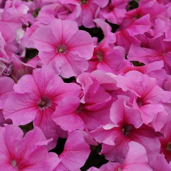 Petunia grandiflora 'Limbo Pink' 