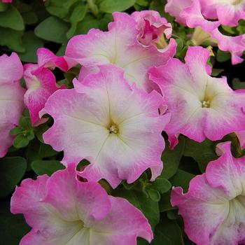 Petunia grandiflora 'Limbo Pink Morn' 