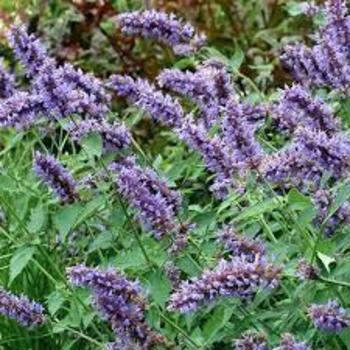 Agastache 'Blue' PPAF