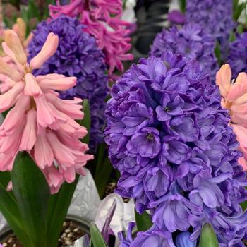 Hyacinthus orientalis 'Jan Bos' 