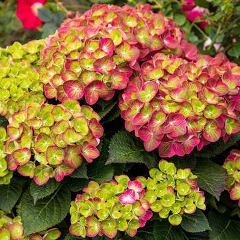 Hydrangea macrophylla 'Dancing Angel' PP20140