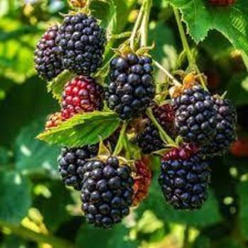 Rubus 'A-2524T' PP33701